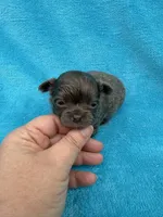 Poppy, a female Chihuahua for sale in Walterboro, SC – 6 of 6