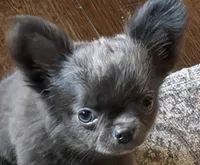 Tiny Theodore, a male Chihuahua for sale in Walterboro, SC – 2 of 8