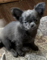 Tiny Theodore, a male Chihuahua for sale in Walterboro, SC – 4 of 8