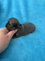 Tiny Diamond , a male Chihuahua for sale in Walterboro, SC – 3 of 3