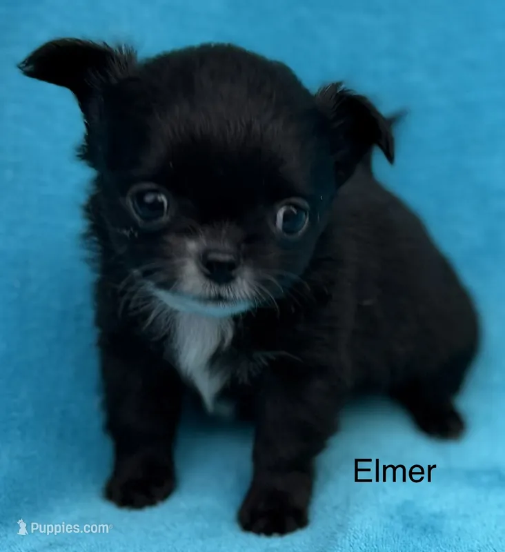 Little Elmer – Chihuahua puppy for sale in Walterboro, SC