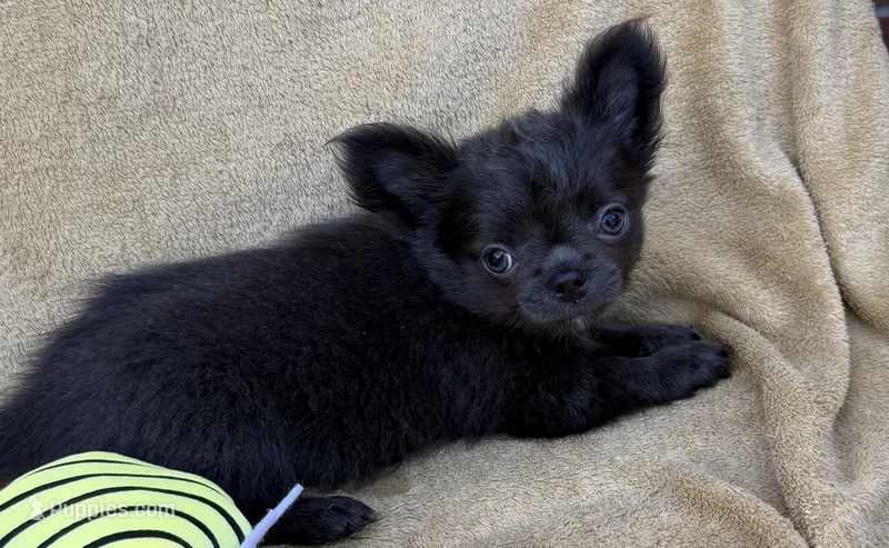 Theodore – Chihuahua puppy for sale in Walterboro, SC
