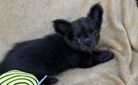 Theodore, a male Chihuahua for sale in Walterboro, SC – 1 of 4