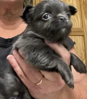 Hickory , a male Chihuahua for sale in Walterboro, SC – 3 of 6