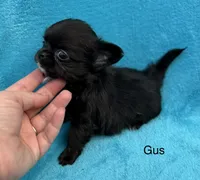 Tiny Gus, a male Chihuahua for sale in Walterboro, SC – 4 of 4