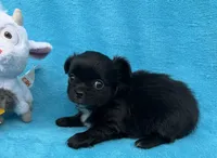 Branch, a male Chihuahua for sale in Walterboro, SC – 3 of 5