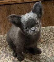 Tiny Theodore, a male Chihuahua for sale in Walterboro, SC – 1 of 8