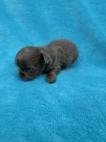 Poppy, a female Chihuahua for sale in Walterboro, SC – 5 of 6