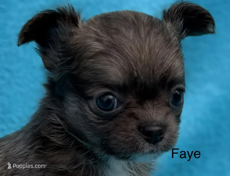 Faye – Chihuahua puppy for sale in Walterboro, SC