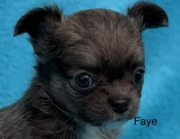 Faye, a female Chihuahua for sale in Walterboro, SC – 1 of 4
