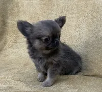 Rudy , a male Chihuahua for sale in Walterboro, SC – 4 of 5