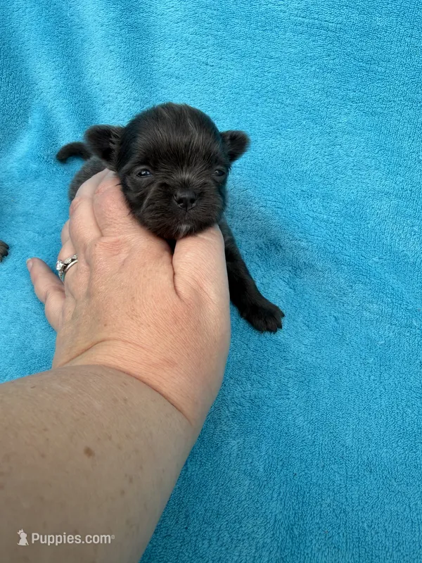 Branch – Chihuahua puppy for sale in Walterboro, SC
