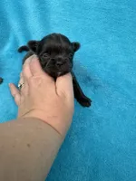 Hickory , a male Chihuahua for sale in Walterboro, SC – 1 of 2