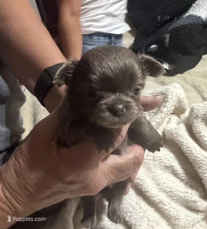 Poppy – Chihuahua puppy for sale in Walterboro, SC