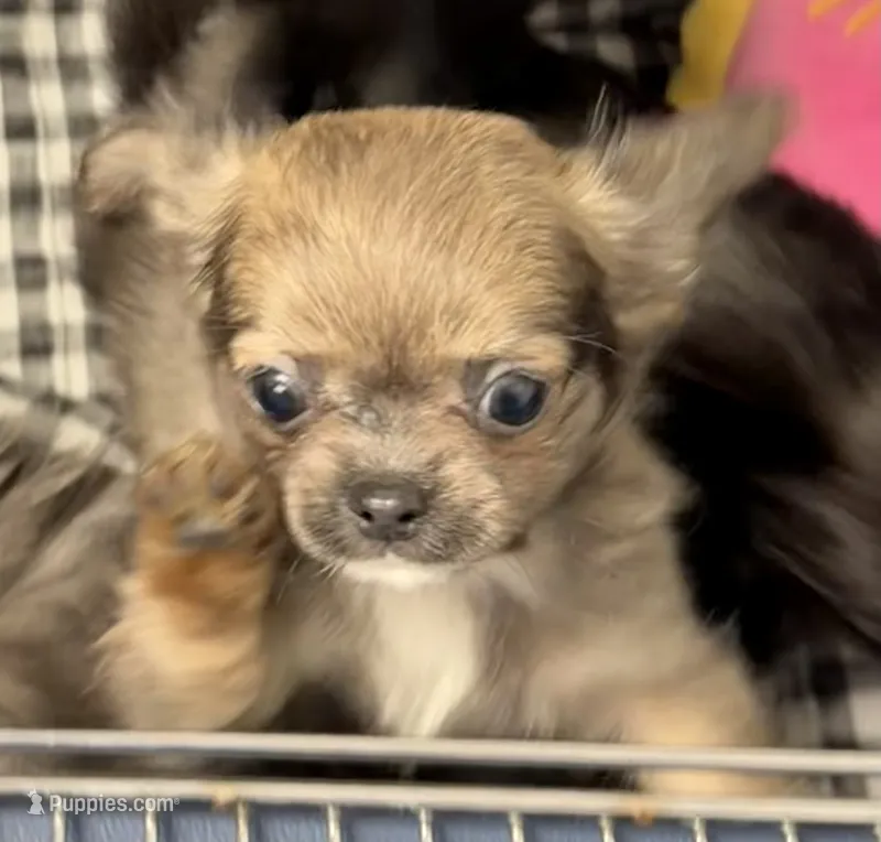 Faye – Chihuahua puppy for sale in Walterboro, SC