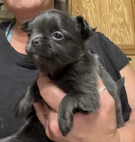 Hickory , a male Chihuahua for sale in Walterboro, SC – 6 of 6