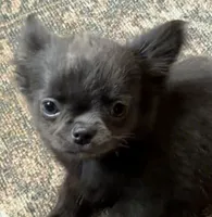 Tiny Theodore, a male Chihuahua for sale in Walterboro, SC – 3 of 8