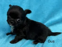 Tiny Gus, a male Chihuahua for sale in Walterboro, SC – 2 of 4