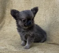 Rudy , a male Chihuahua for sale in Walterboro, SC – 2 of 5