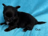 Tiny Gus, a male Chihuahua for sale in Walterboro, SC – 3 of 4