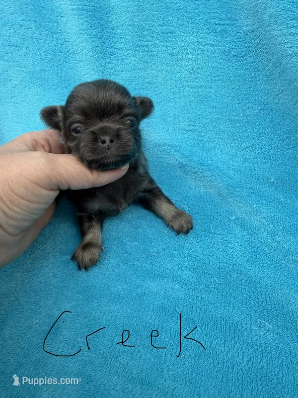 Creek  – Chihuahua puppy for sale in Walterboro, SC