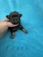 Creek , a male Chihuahua for sale in Walterboro, SC – 1 of 4