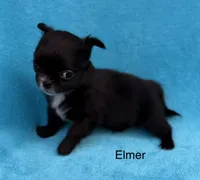 Little Elmer, a male Chihuahua for sale in Walterboro, SC – 2 of 3