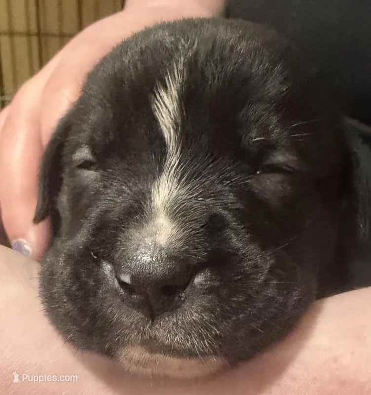 Light blue collar girl – Boxer puppy for sale in Bourbon, MO