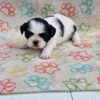 Female, a female Shih Tzu for sale in Bourbon, MO – 1 of 1