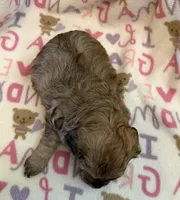 Teddy, a male Poodle - Toy  for sale in Bourbon, MO – 3 of 3