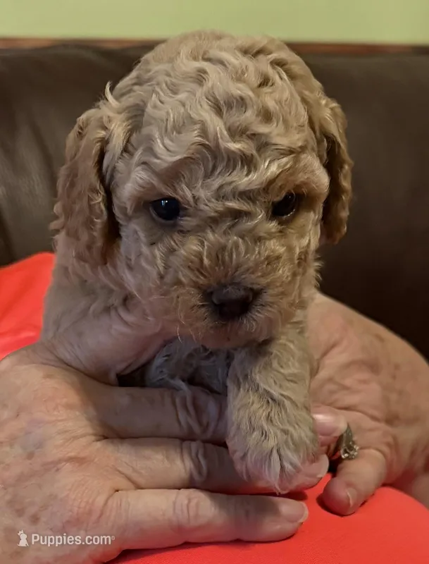 Noodles  – Poodle - Toy  puppy for sale in Bourbon, MO