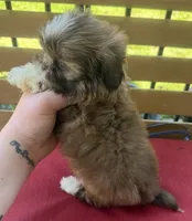 Male 1, a male Shih Tzu for sale in Bourbon, MO – 2 of 2