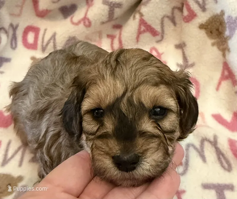 Teddy – Poodle - Toy  puppy for sale in Bourbon, MO
