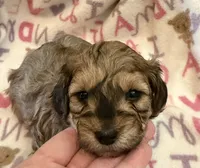 Teddy, a male Poodle - Toy  for sale in Bourbon, MO – 1 of 3