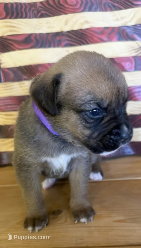 Purple collar girl – Boxer puppy for sale in Bourbon, MO