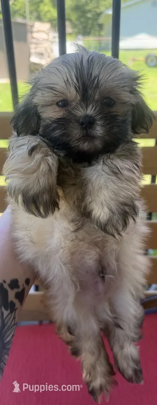 Male 2 – Shih Tzu puppy for sale in Bourbon, MO