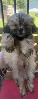 Male 2, a male Shih Tzu for sale in Bourbon, MO – 1 of 2