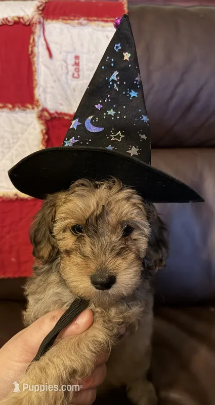 Teddy – Poodle - Toy  puppy for sale in Bourbon, MO