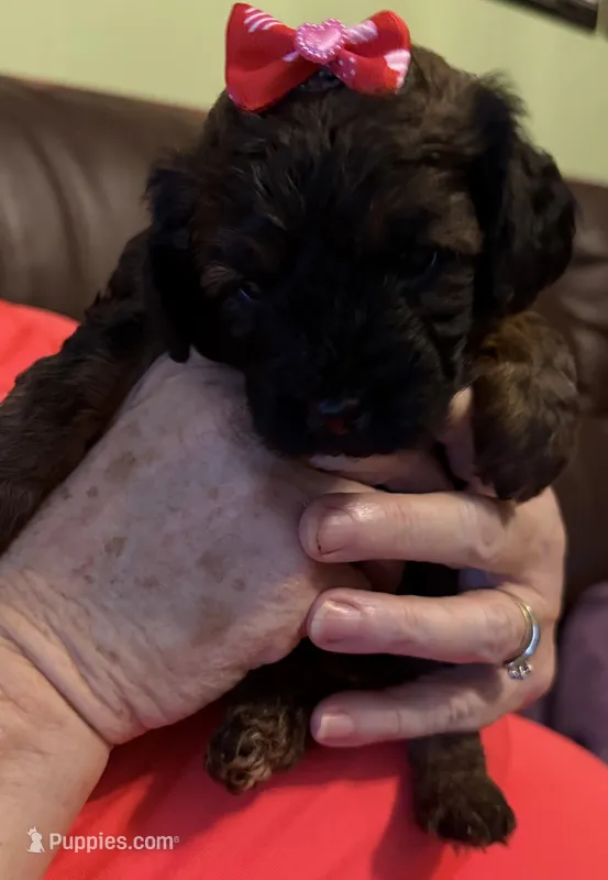 Phantom Penelope – Poodle - Toy  puppy for sale in Bourbon, MO