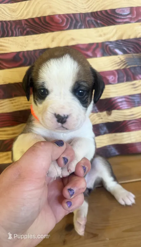 Orange girl – Boxer puppy for sale in Bourbon, MO