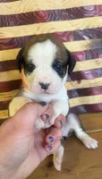 Orange girl, a female Boxer for sale in Bourbon, MO – 1 of 1