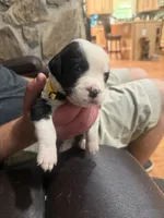 Yellow collar male, a male Boxer for sale in Bourbon, MO – 2 of 2