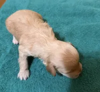 Male 4, a male Poodle - Toy  for sale in Bourbon, MO – 2 of 2