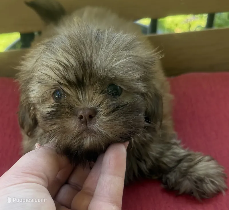 Female 2 – Shih Tzu puppy for sale in Bourbon, MO