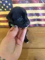 Dark green collar boy, a male Boxer for sale in Bourbon, MO – 2 of 2