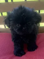 Female 1, a female Shih Tzu for sale in Bourbon, MO – 1 of 1
