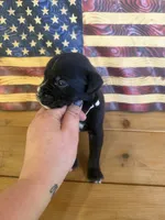 Silver collar Boy, a male Boxer for sale in Bourbon, MO – 2 of 2