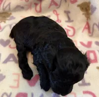 Hank Jr , a male Poodle - Toy  for sale in Bourbon, MO – 2 of 2