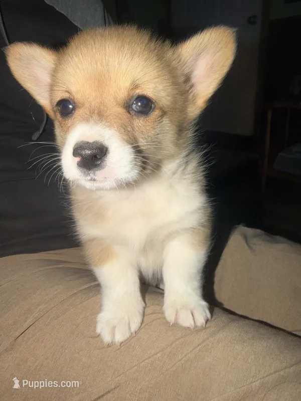 Little girl – Pembroke Welsh Corgi puppy for sale in Bourbon, MO