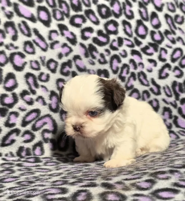 Spot – Shih Tzu puppy for sale in Bourbon, MO